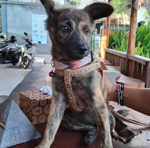 Dream Nusa Lembongan (Bali)